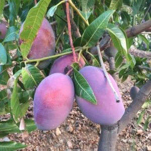 Caja Mango Osteen 10 Kilos