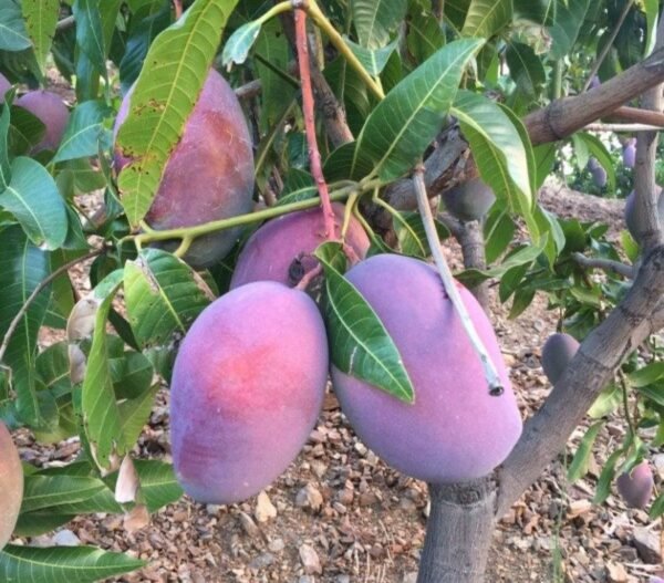 Caja Mango Osteen 10 Kilos
