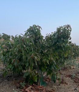 finca-1