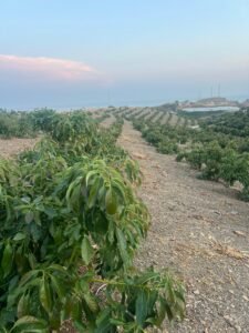 finca-2